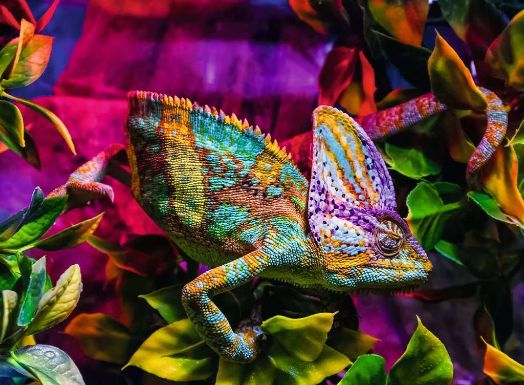 Chameleon Puzzle (500 pc) - Image 2