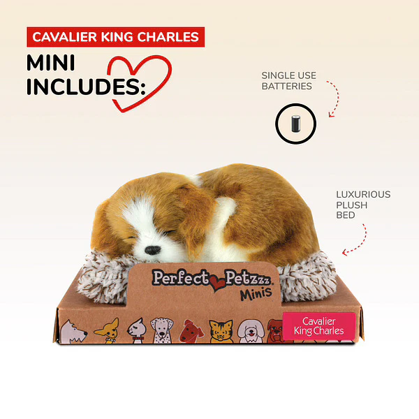 Mini Cavalier King Charles - Image 2