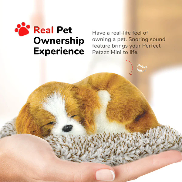 Mini Cavalier King Charles - Image 5
