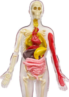 Ooze Labs: Visible Human Body with Squishable Organs - Image 2