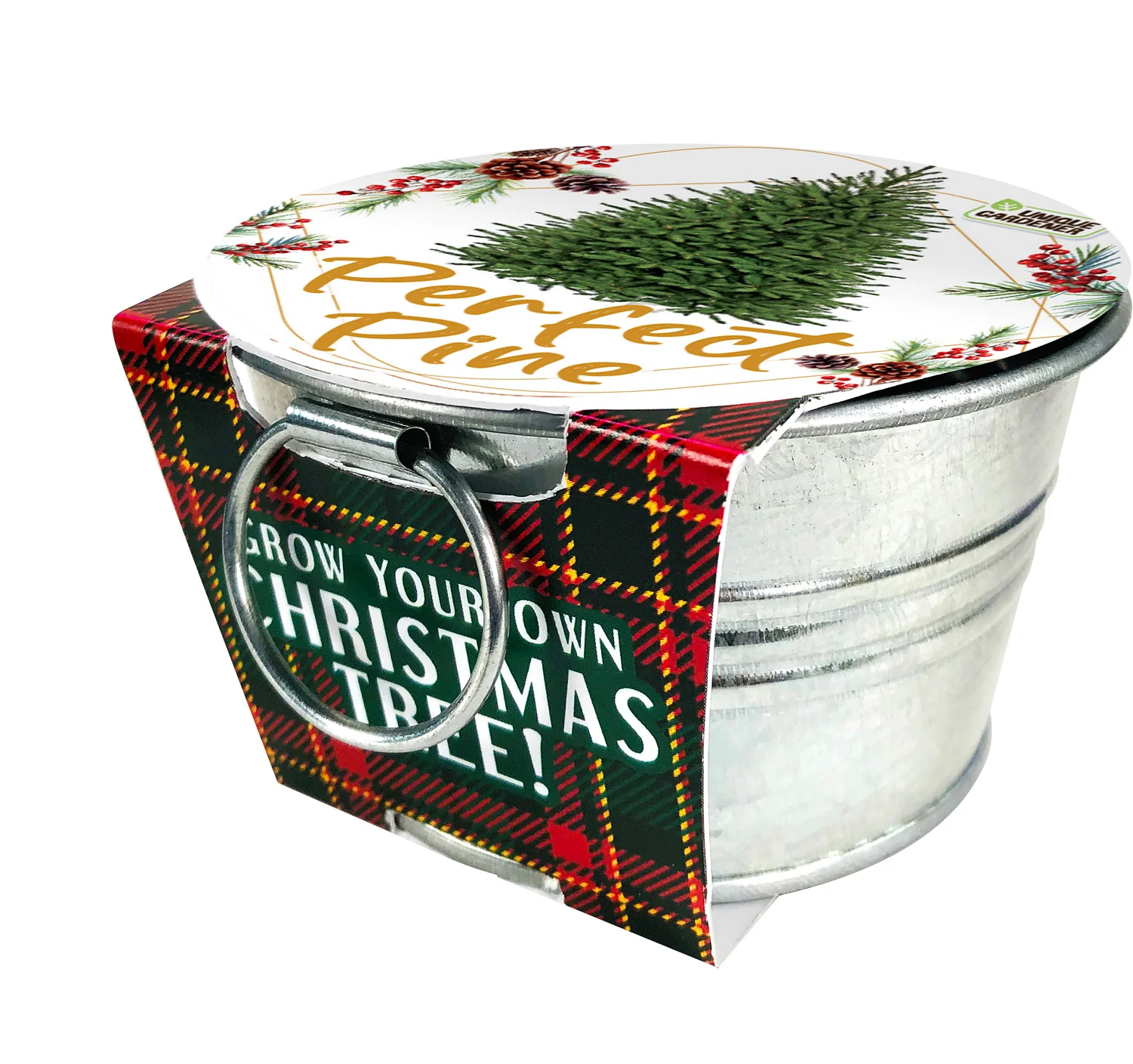 Perfect Pine - Grow Your Own Christmas Tree - Image 2