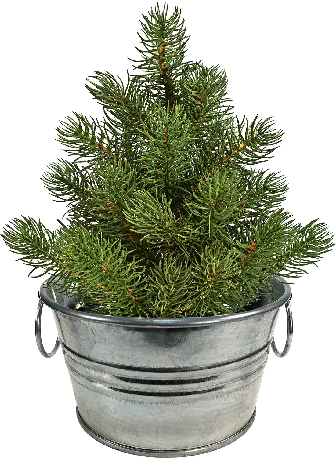 Perfect Pine - Grow Your Own Christmas Tree - Image 3